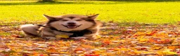 Alaskan Malamute dogs for sale: Alaskan Malamute 5 - Ad 3