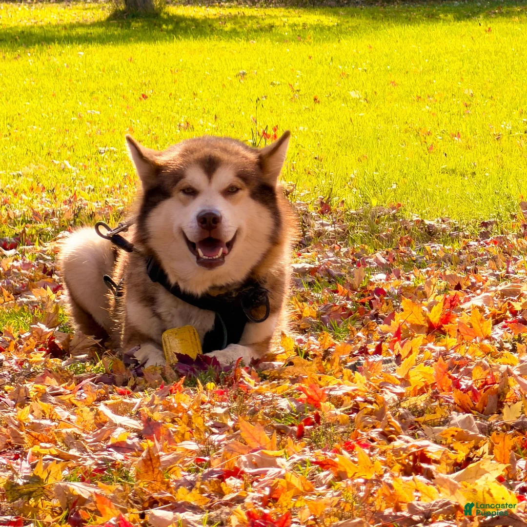 Alaskan Malamute dogs for sale: Alaskan Malamute 5 - Ad 3