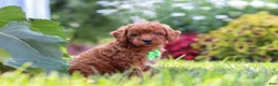 Miniature Poodle dogs for sale: Charlie - Ad 4