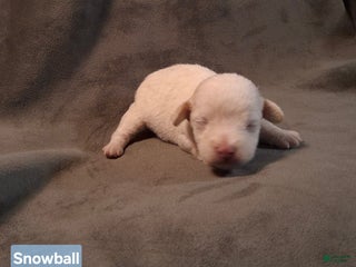 Mixed Breed dogs - Ad 8