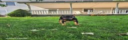 Doberman Pinscher dogs for sale: Kodiak - Ad 3