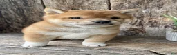 Shiba Inu dogs for sale: Zeus - Ad 6