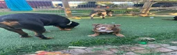 American Bully dogs for sale: Pork - Ad 7