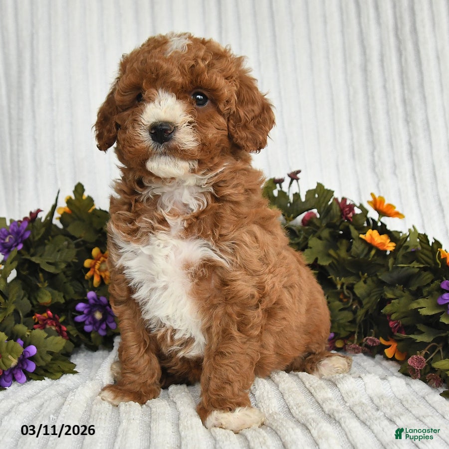 Mixed Breed dogs Polyanna - Ad 2