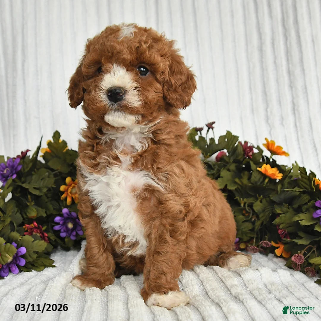 Mixed Breed dogs for sale: Polyanna - Ad 2