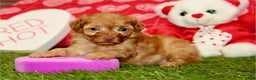 Miniature Poodle dogs for sale: Miniature Poodle Puppy 1 - Ad 2