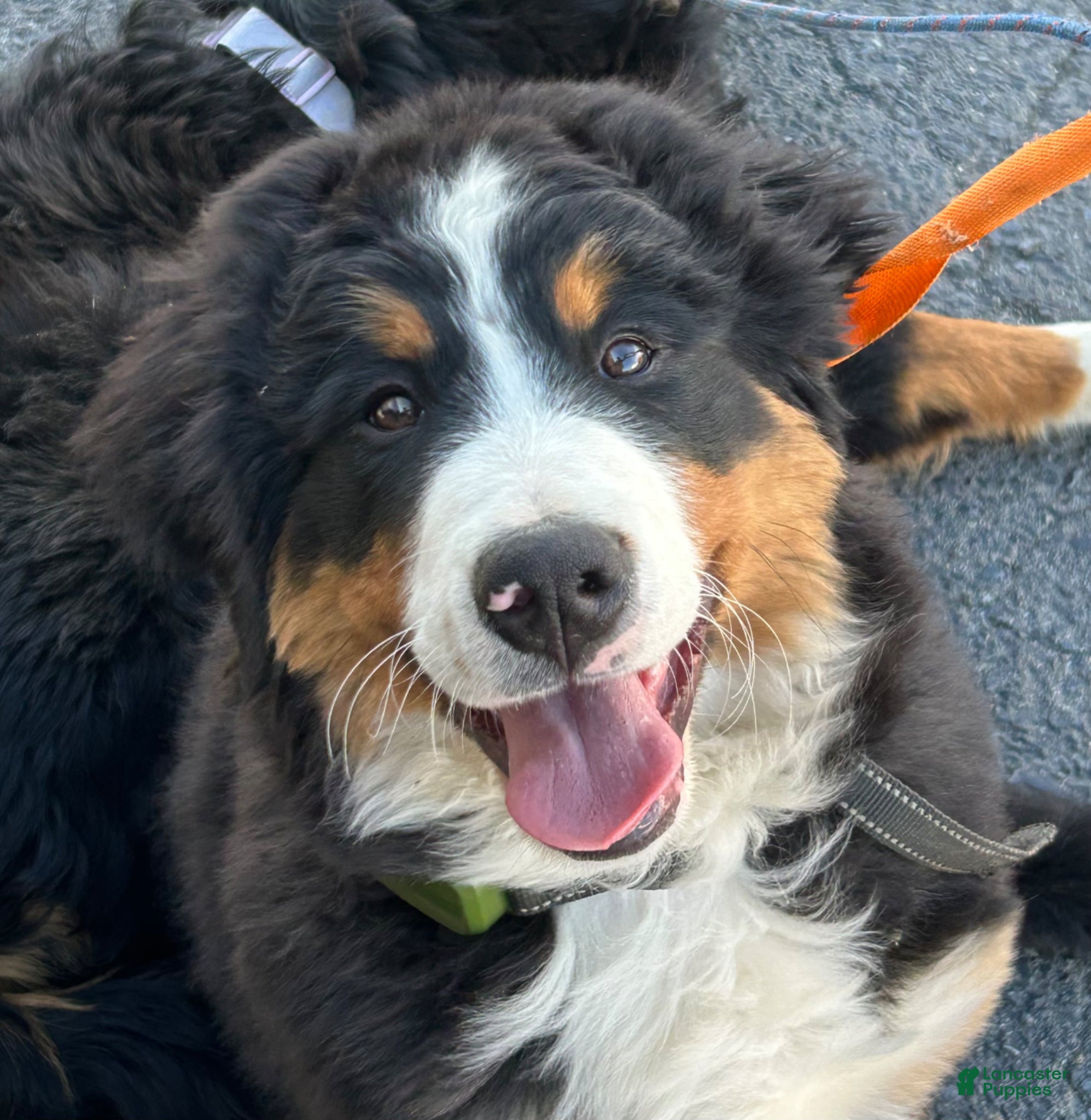 Bernese Mountain Dog dogs Bonnie - Ad 1