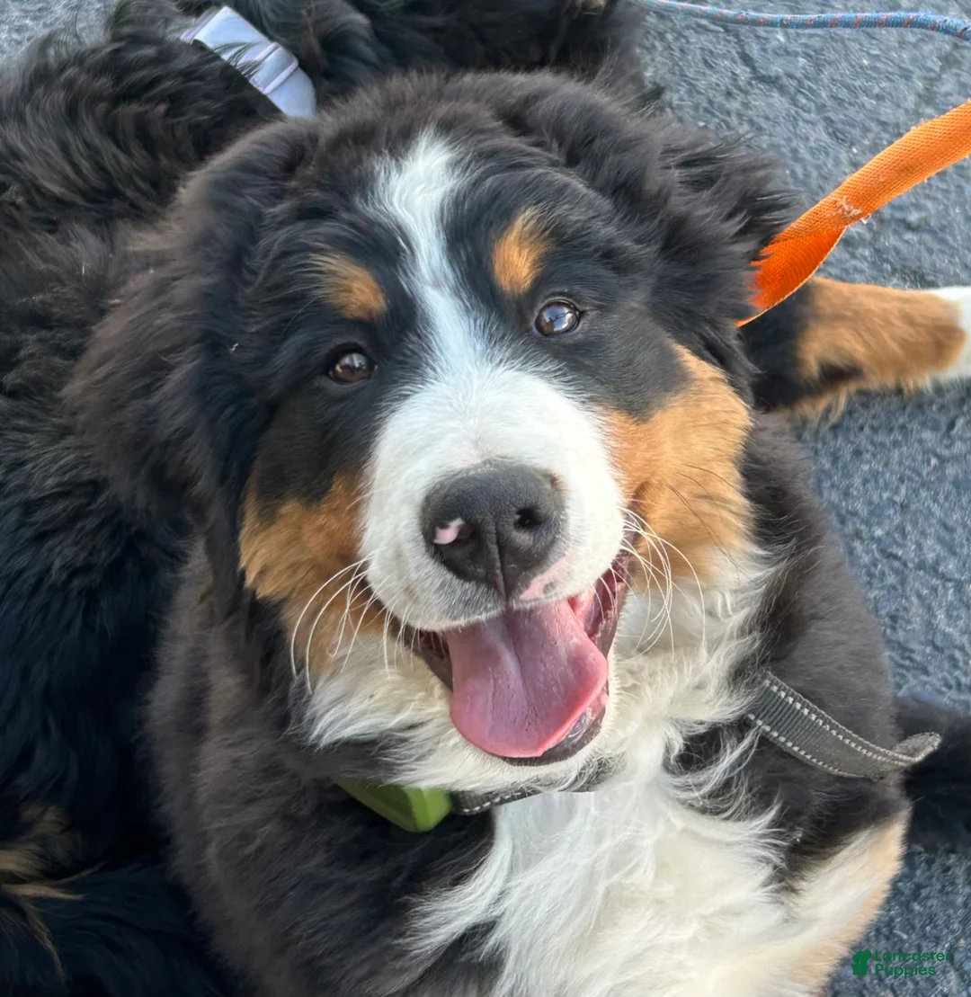 Bernese Mountain Dog dogs for sale: Bonnie - Ad 1