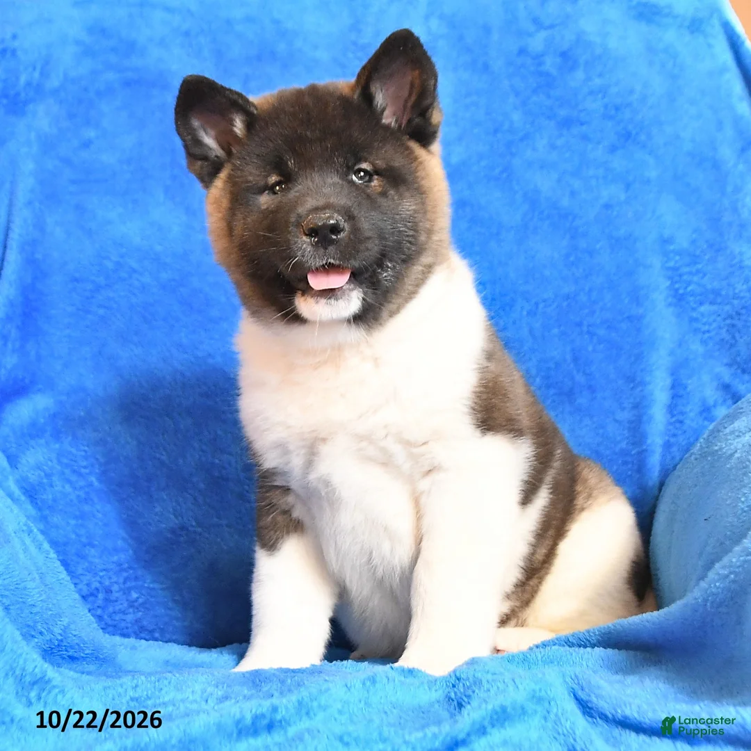 Akita dogs for sale: Roxanna - Ad 1