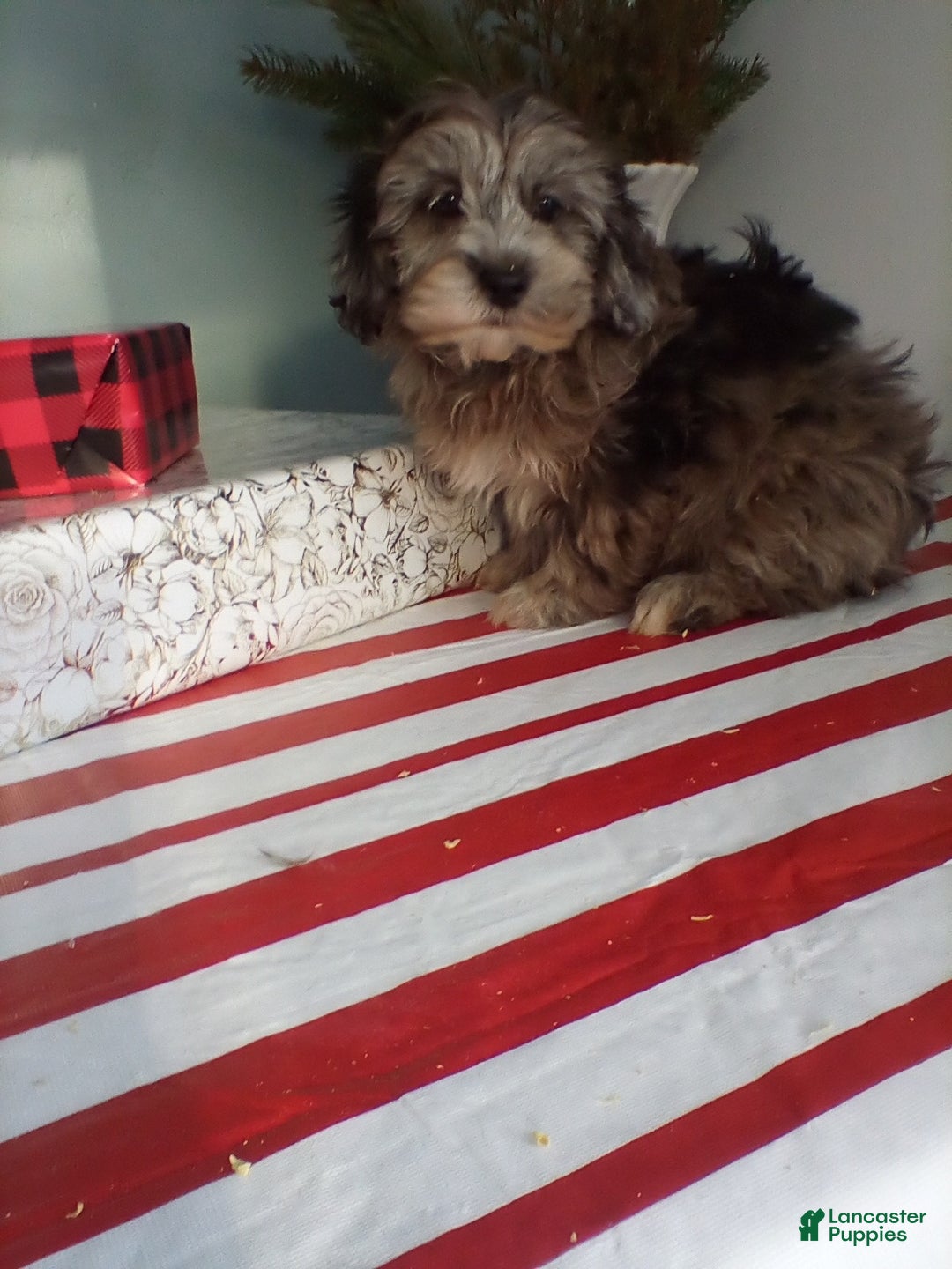 Lhasapoo dogs for sale: Koko - Ad 1