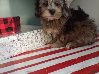 Lhasapoo dogs Koko - Ad 2