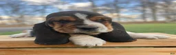 Basset Hound dogs for sale: Oscar - Ad 9