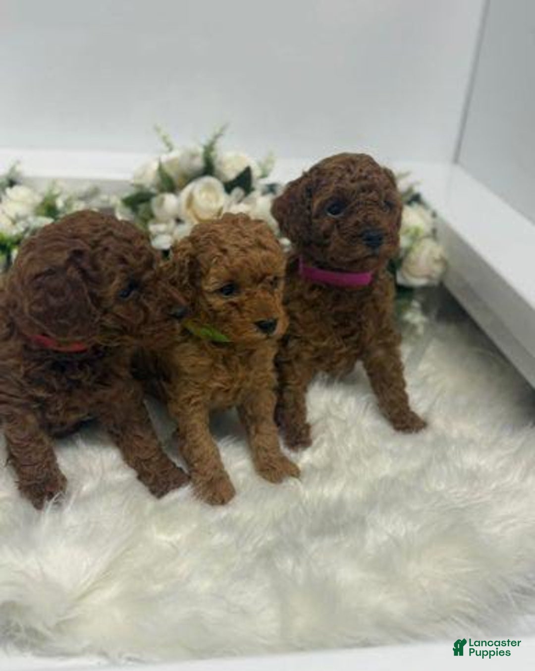 Toy Poodle dogs for sale: Rusty - Ad 4