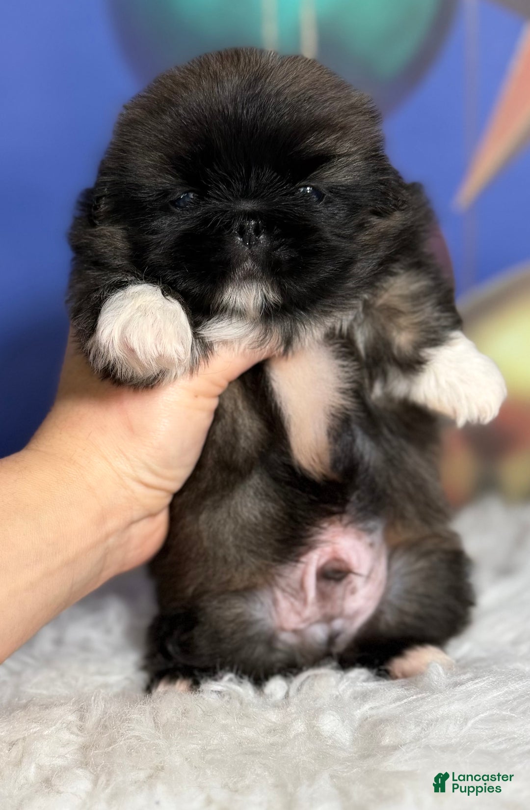 Pekingese dogs for sale: AKC DNA OFA Pudding - Ad 10
