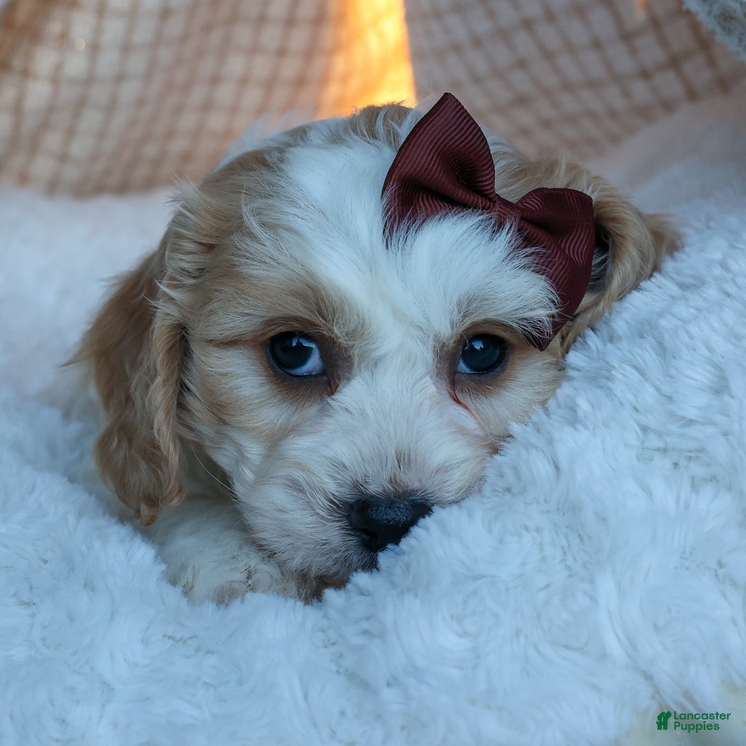 Cavachon dogs for sale: LONNIE - Ad 2