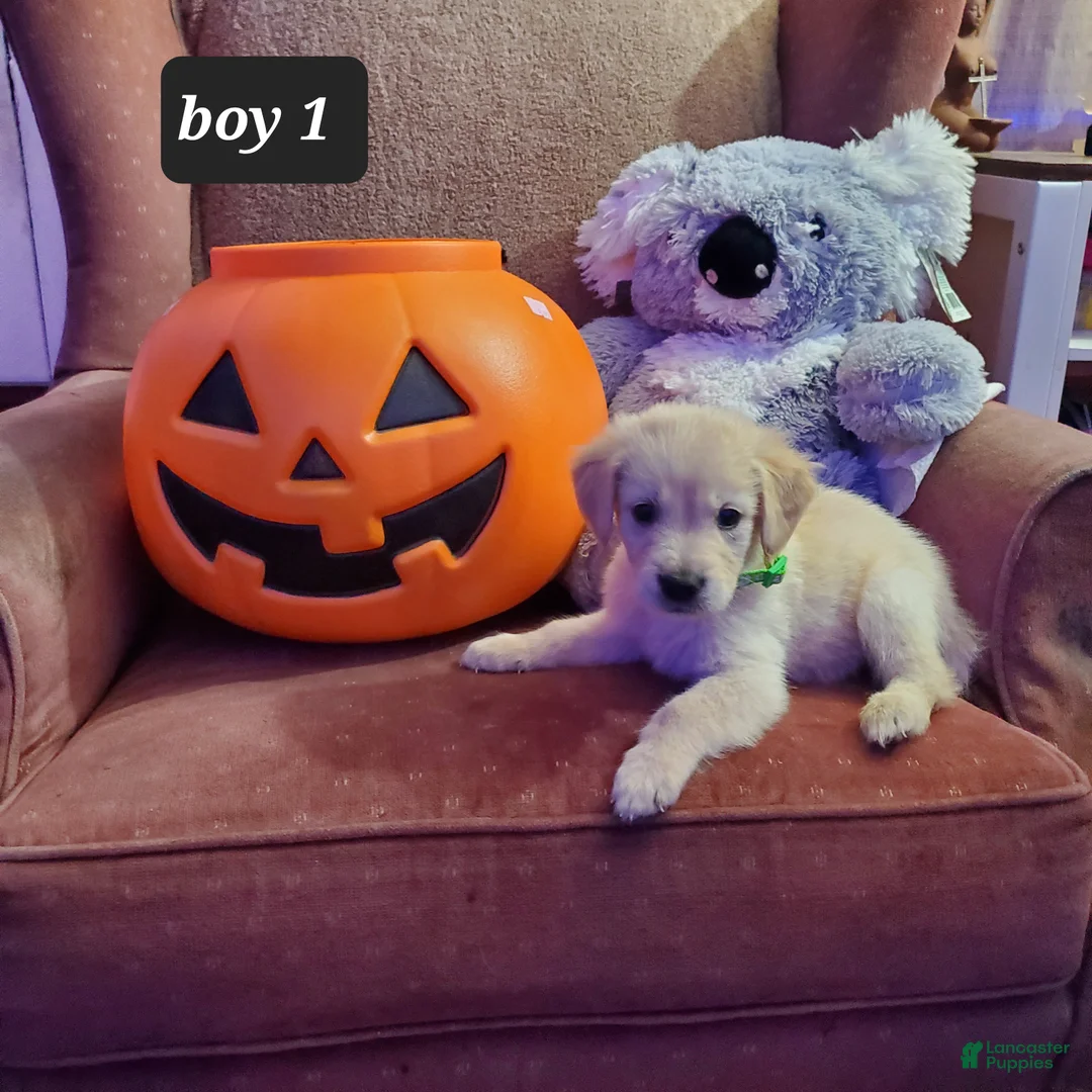 Golden Retriever dogs for sale: Golden Retriever 7 - Ad 1