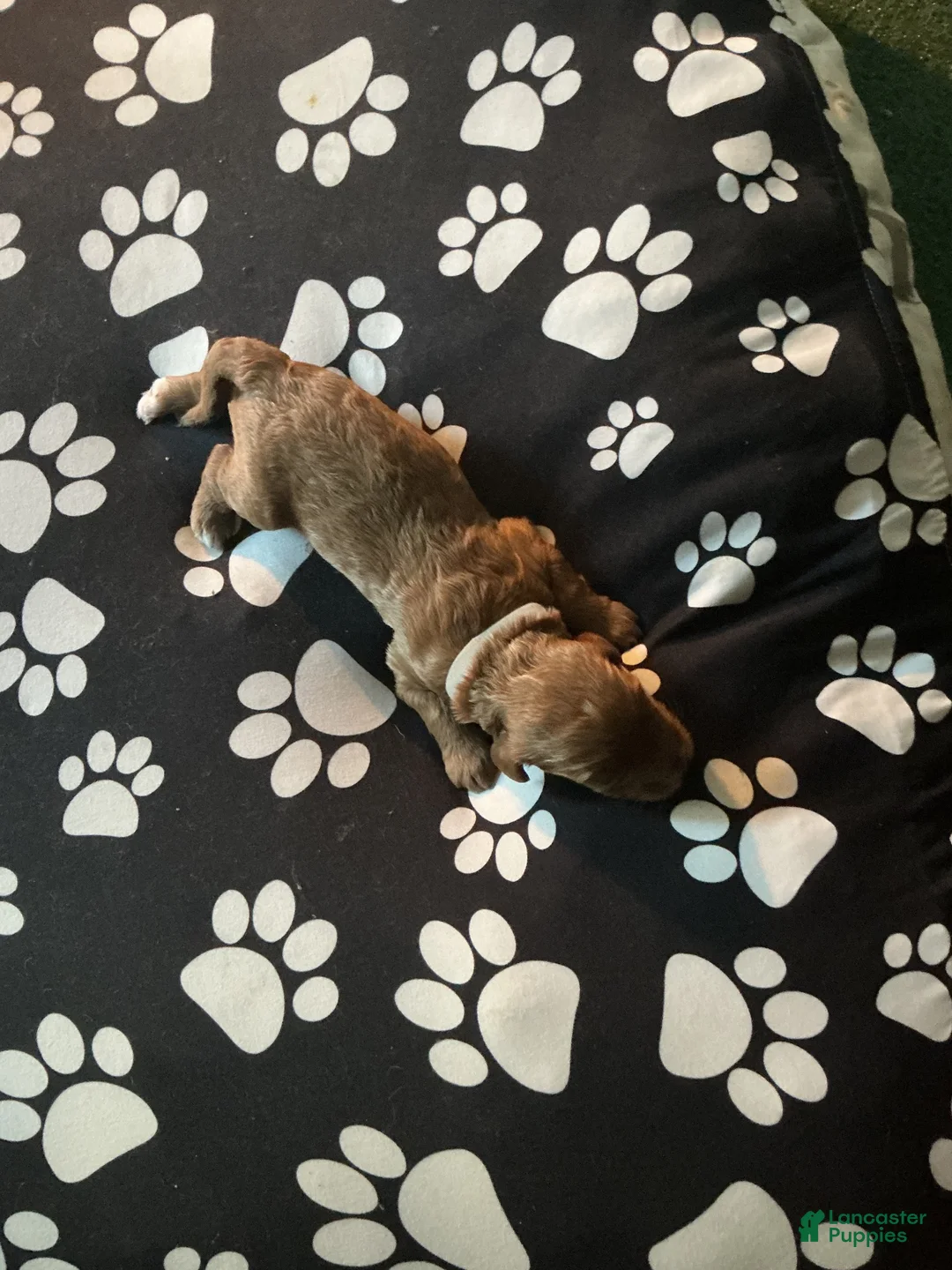 Goldendoodle dogs for sale: Goldendoodle 1 - Ad 1