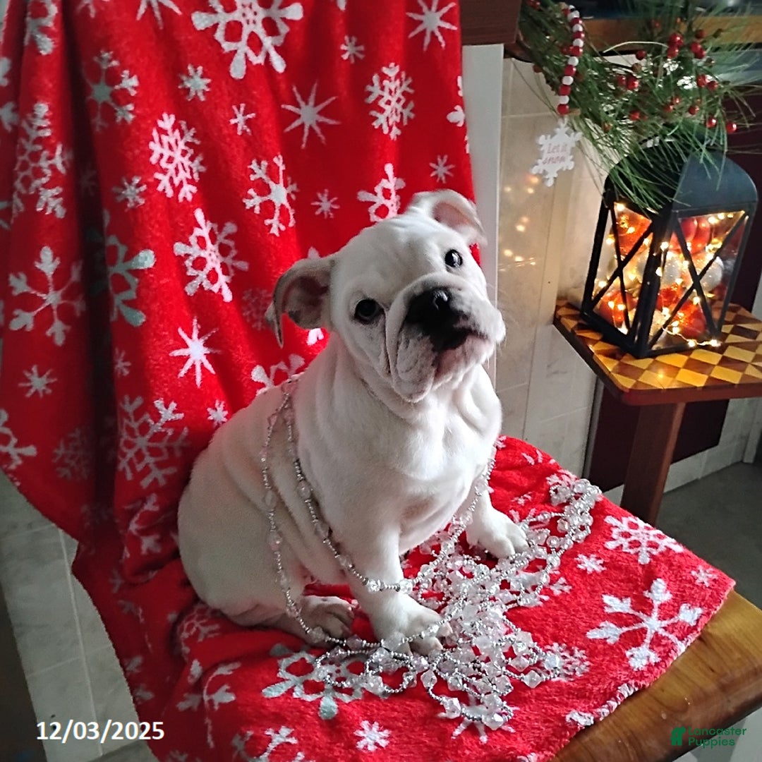 English Bulldog dogs for sale: Rayna - Ad 3