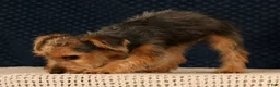 Yorkiepoo dogs for sale: Melody - Ad 8