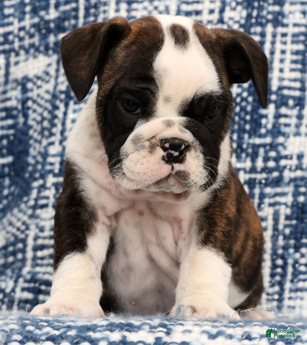 English Bulldog dogs Maxx - Ad 1