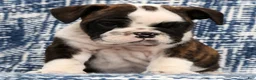 English Bulldog dogs for sale: Maxx - Ad 7