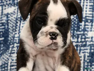 English Bulldog dogs for sale: Maxx - Ad 2