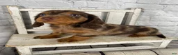 Miniature Dachshund dogs for sale: Remi - Ad 1