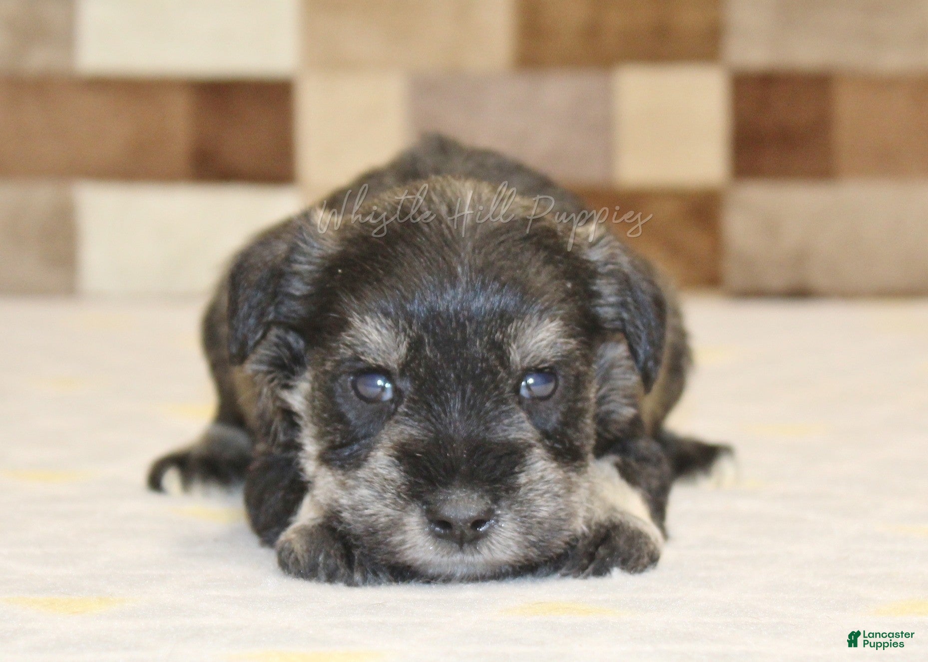 Miniature Schnauzer dogs Miniature Schnauzer Puppy 3 - Ad 2