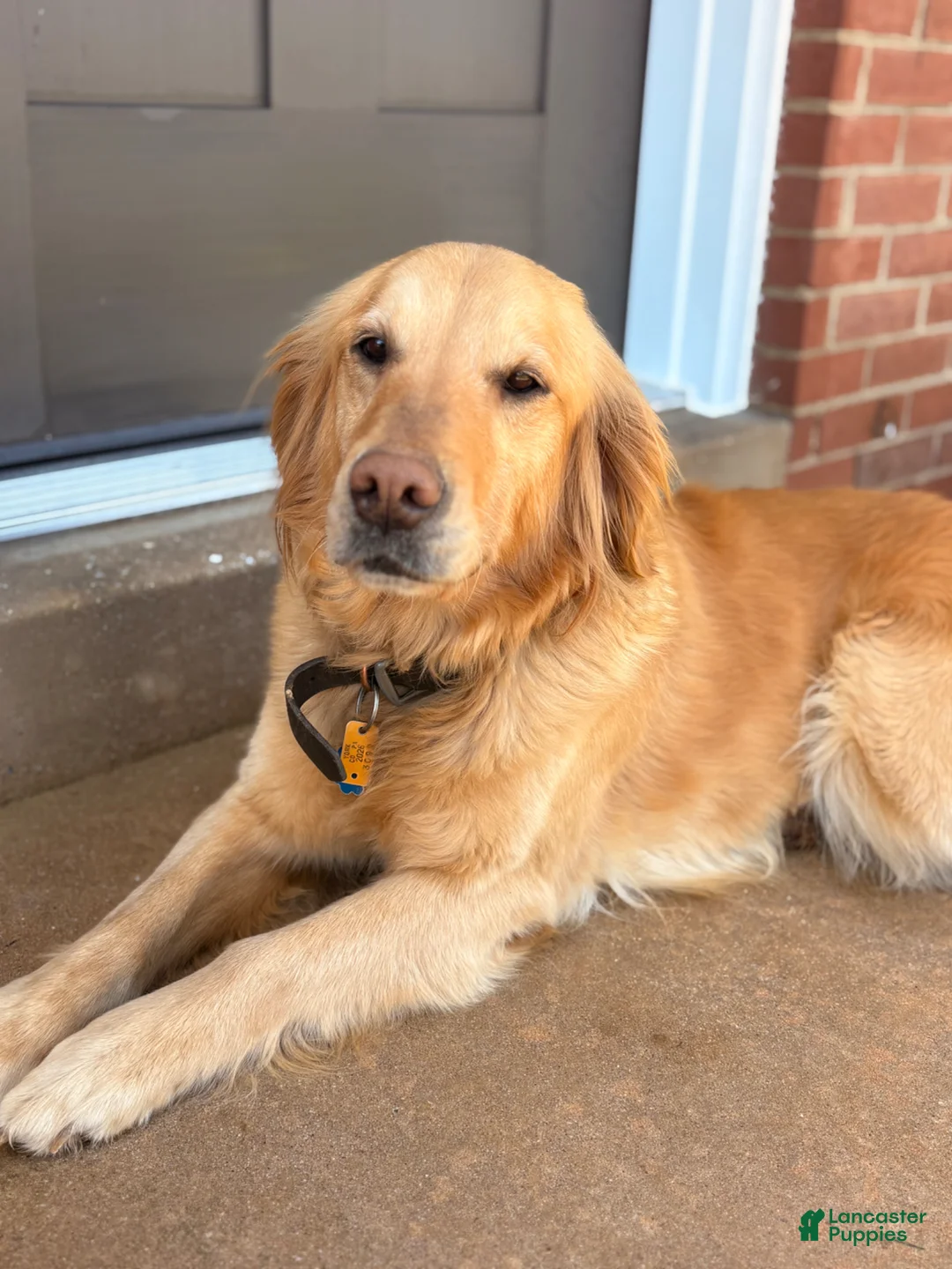 Golden Retriever dogs for sale: Golden Retriever  - Ad 4