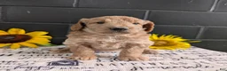 Goldendoodle dogs for sale: Lou - Ad 5