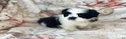 Shih Tzu dogs for sale: Oreo - Ad 3