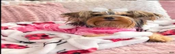 Yorkshire Terrier dogs for sale: Yorkshire Terrier 2 AKC peaches  - Ad 4