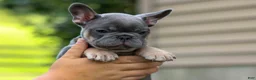 French Bulldog dogs for sale: 🐾 Mateo - Ad 11