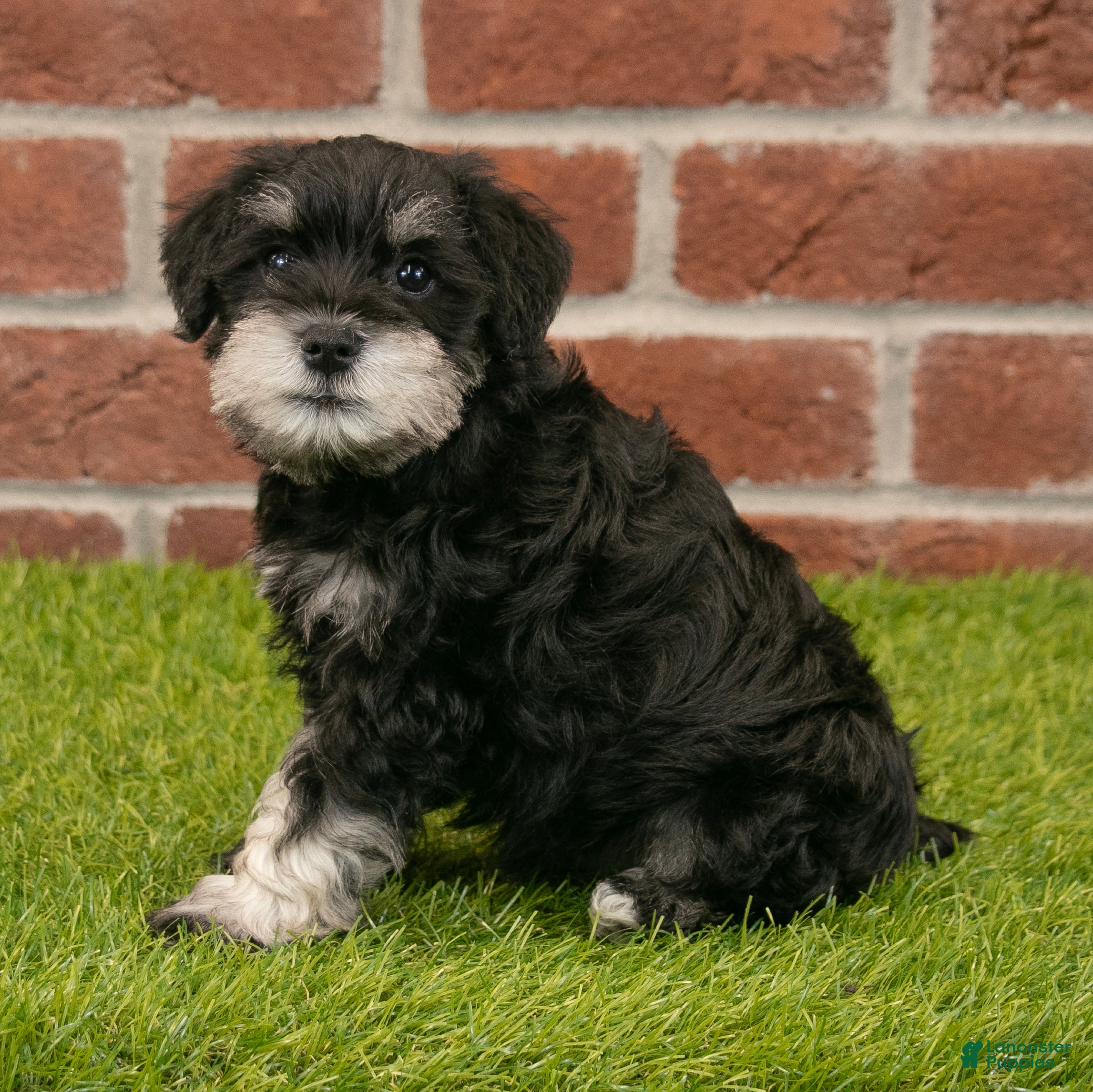 Miniature Schnauzer dogs for sale: Mason - Ad 7