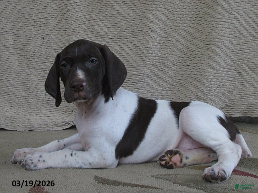German Shorthaired Pointer dogs Darcy - Ad 1