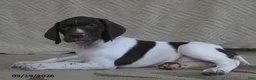 German Shorthaired Pointer dogs for sale: Darcy - Ad 1
