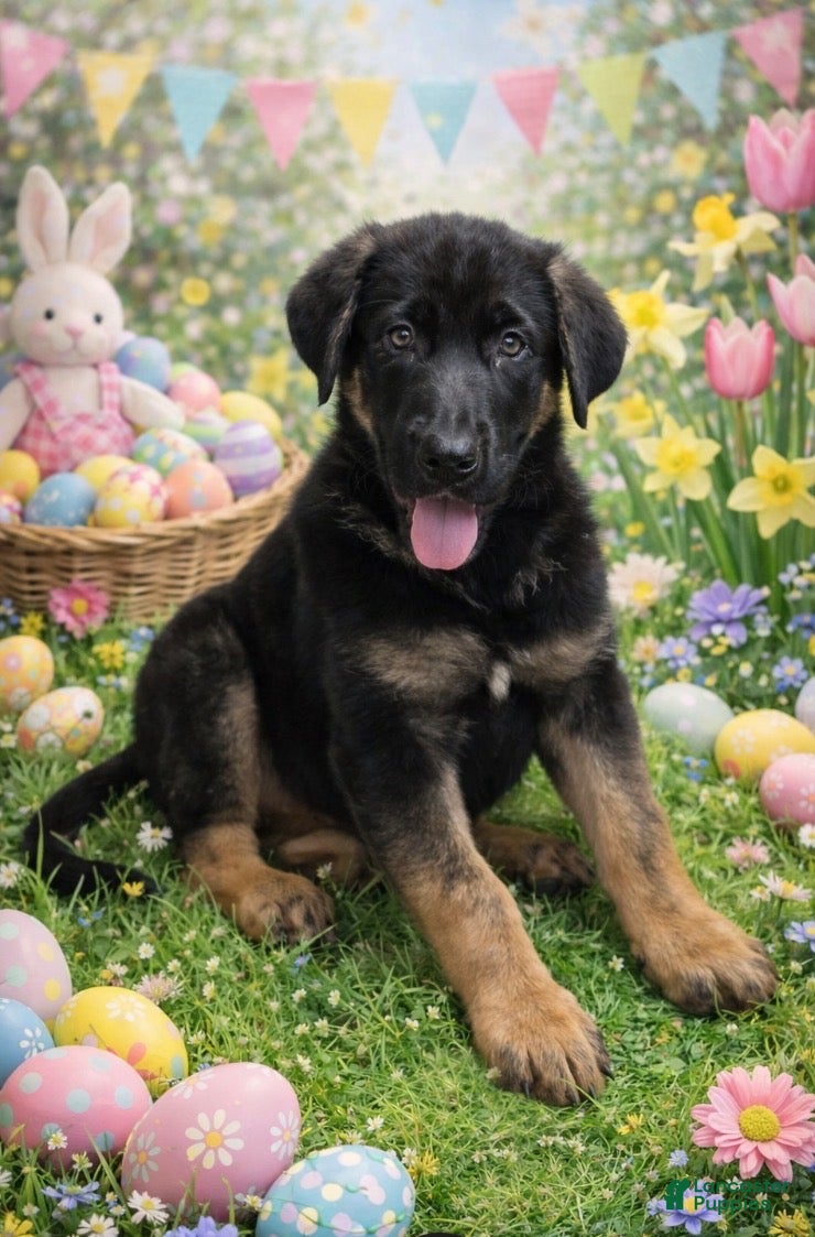 German Shepherd dogs Luna (8) - Ad 1