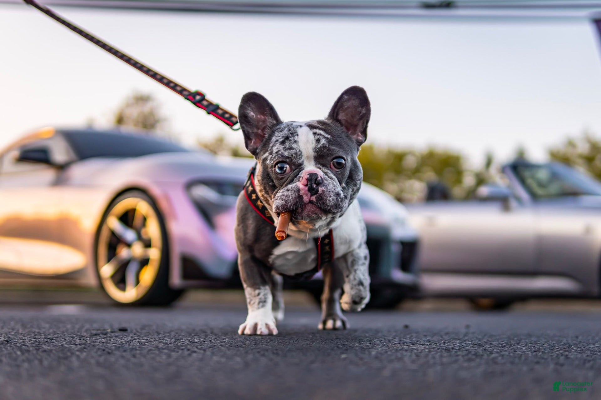 French Bulldog dogs Offwhite - Ad 20