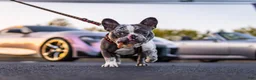 French Bulldog dogs for stud: Offwhite - Ad 1