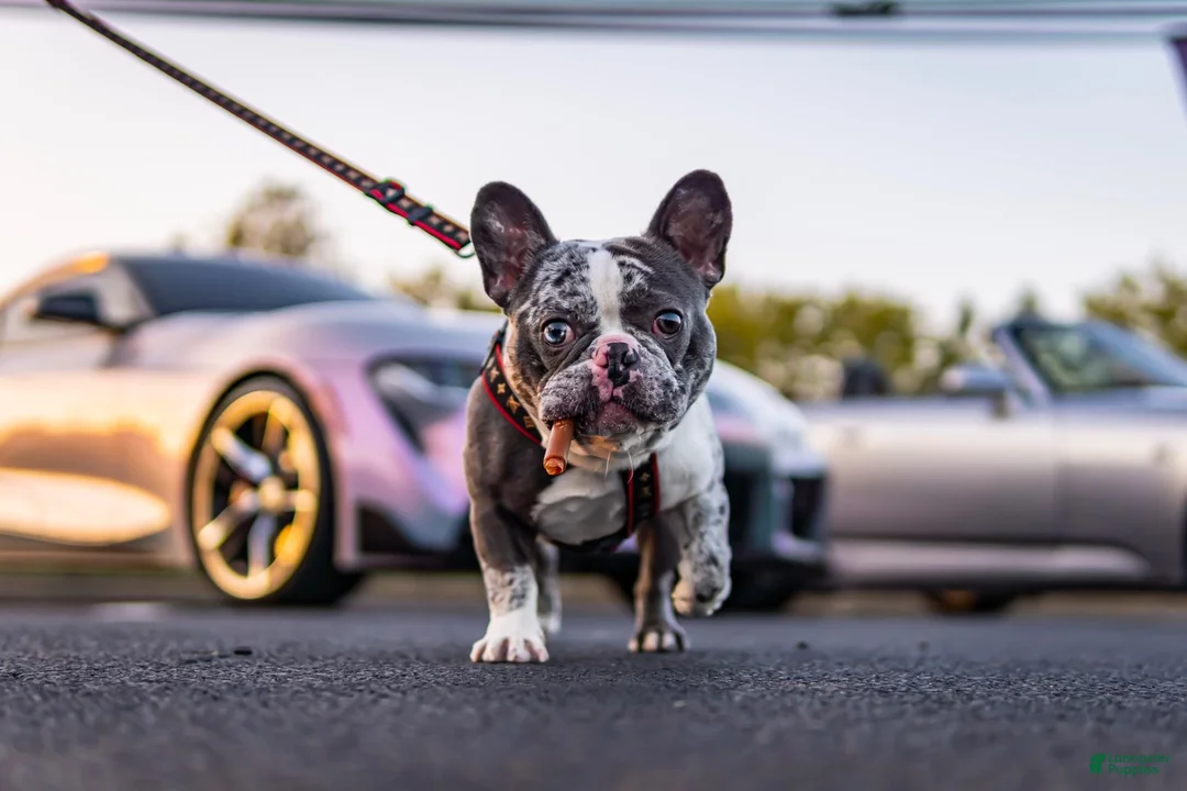French Bulldog dogs for stud: Offwhite - Ad 1