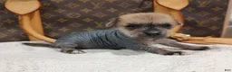 Mixed Breed dogs for sale: Chico  - Ad 3