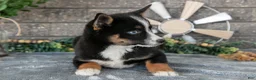 Pomsky dogs for sale: Zeke - Ad 3