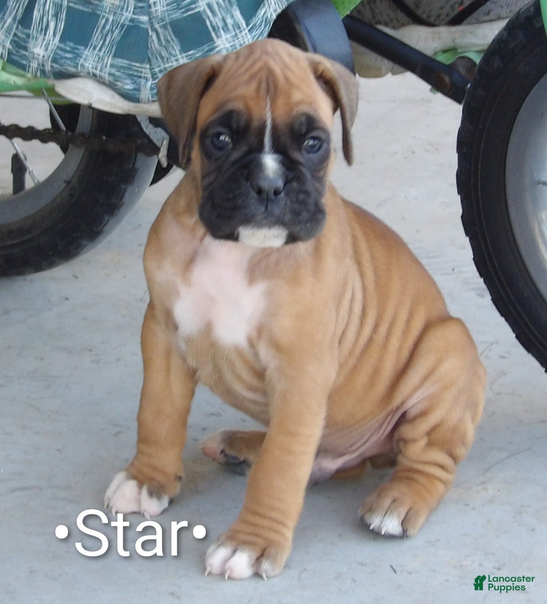 Boxer dogs for sale: Star - Ad 1