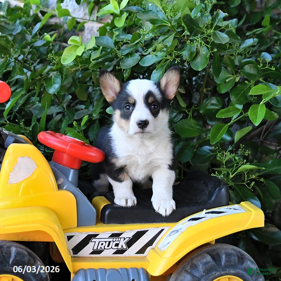 Welsh Corgi Pembroke dogs for sale: Misty - Ad 1