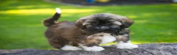 Havanese dogs for sale: Blitz Havanese  - Ad 6