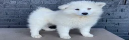 Samoyed dogs for sale: Sydney  - Ad 3
