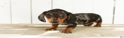 Miniature Dachshund dogs for sale: Oscar  - Ad 4