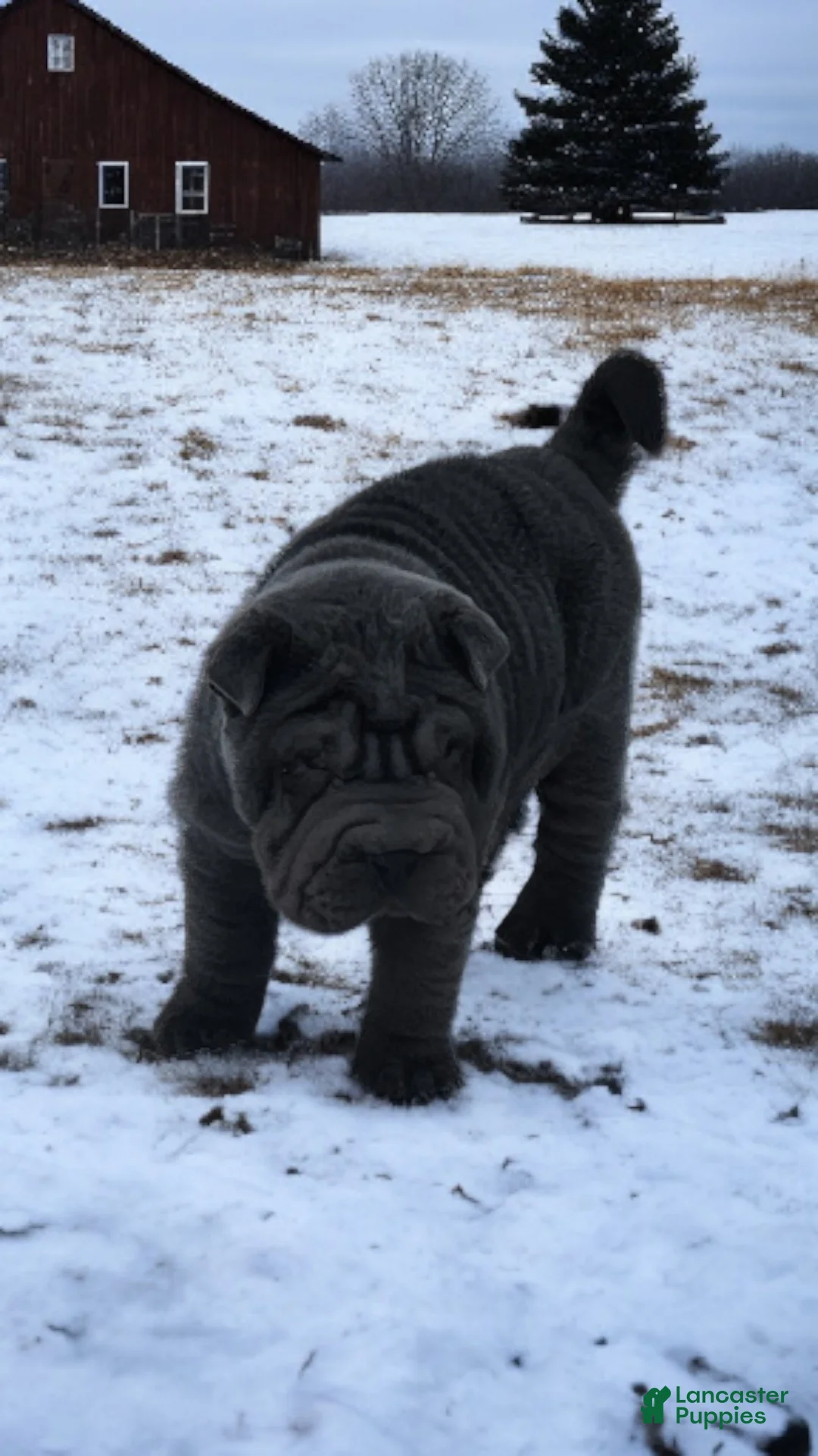 Shar Pei dogs for sale: Oreo black flower mini - Ad 31