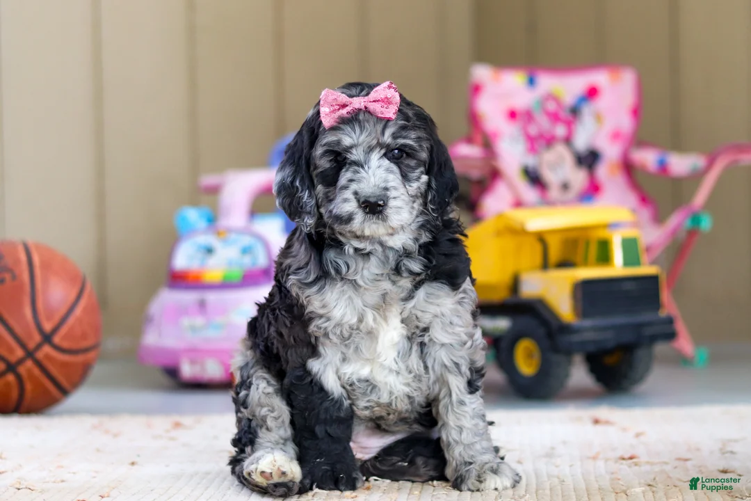 Newfypoo dogs for sale: Sasha - Ad 2