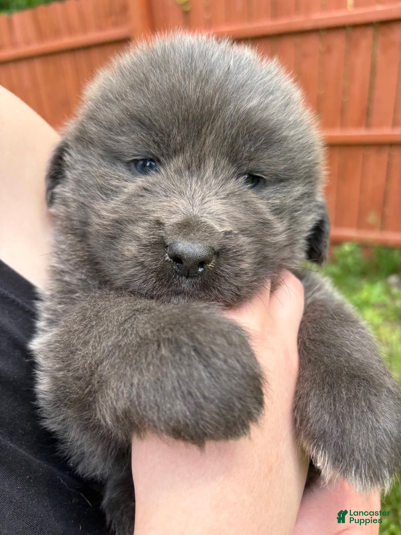 Tibetan Mastiff dogs Rosie - Ad 5
